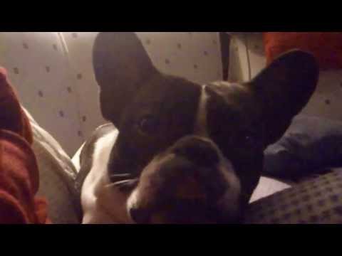 Yuzam French Bulldog