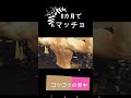 筋トレ8カ月で 背中ゴツゴツ バックダブルバイセプス#shorts#筋トレ#マッチョ