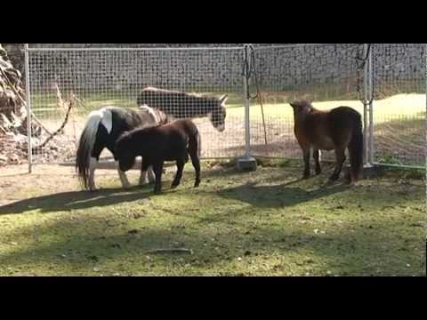 Neukáznění návštěvníci ohrožují zvířata v hradním safari