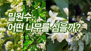 밀원수로는 어떤 나무가 좋을까? 밀원수 추천