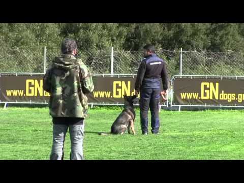 Ella z Kurimskeho Haje IPO1 B 81