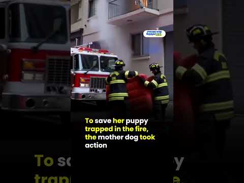 Brave Mother Dog Jumps Into Fire to Save Puppy | Emotional Animal Rescue Caught on Camera