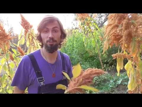 Growing the Mighty Orange Giant Amaranth - Over 10 feet Tall!! AMAZING HEIRLOOM!!