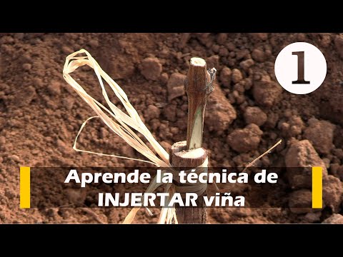 Aprende la técnica de INJERTAR viña - Capítulo 1