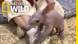 Ugly Cute&#39; Baby Aardvark Takes its First Steps | Nat Geo Wild