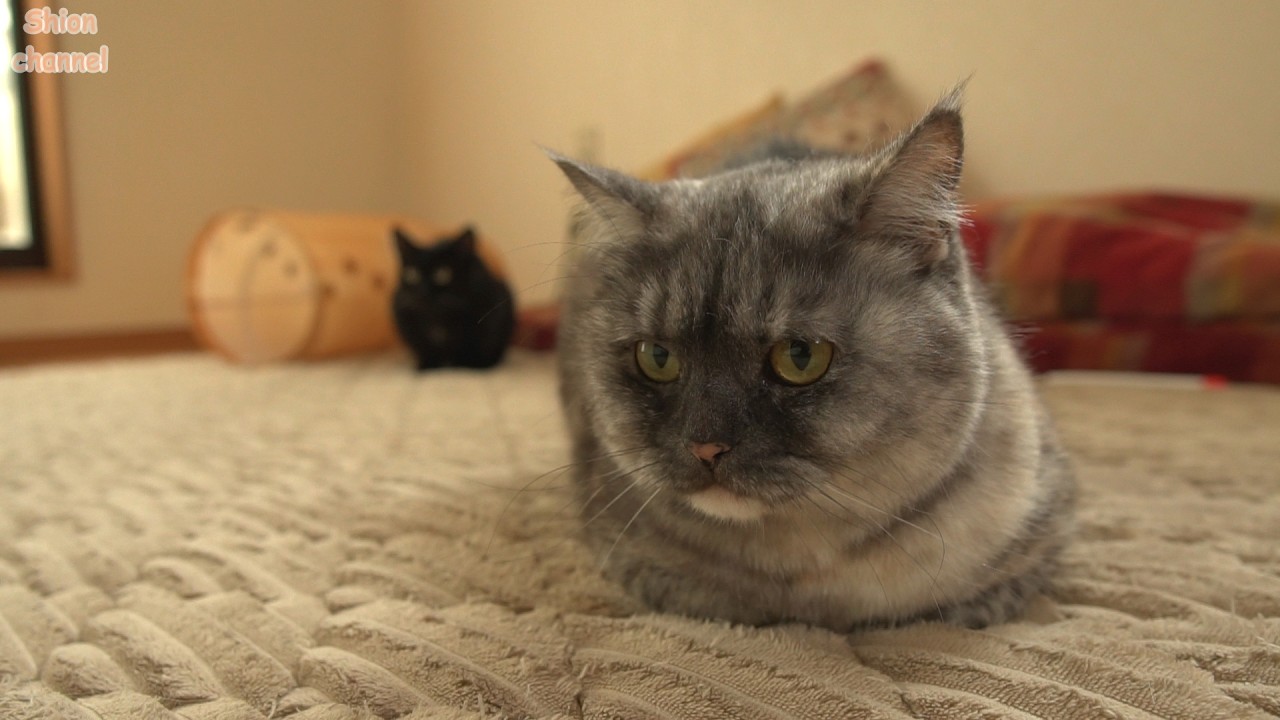 子供たちの教育方針をめぐって口論になる猫たち