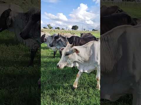 pecuária leiteira criação tradicional sul Tocantins Araguaçu