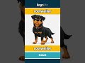 rottweiler - rottweiler video thumbnail
