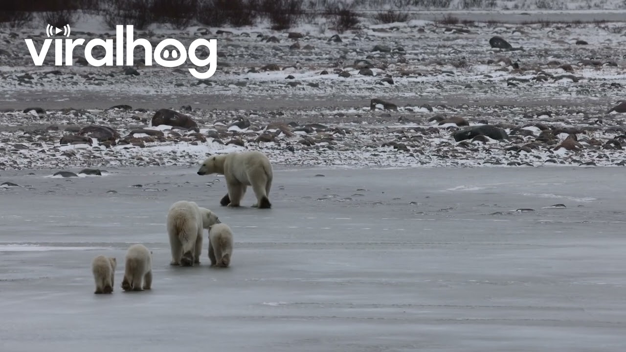 Protective Polar Bear Mom Keeps Nearby Male Away from Her Cubs || ViralHog