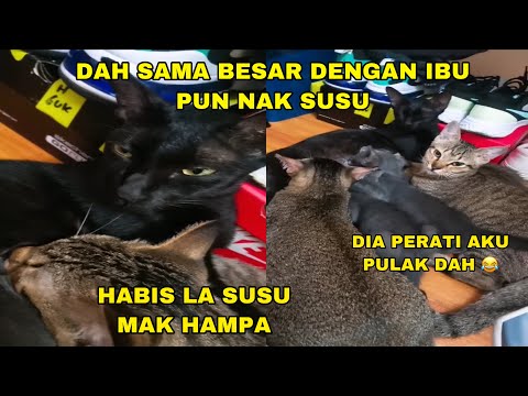 Telatah Kucing Kena Berleter  Dengan Tuannya Macam Peluru. Dah Besar Gajah Pun Nak Menyusu