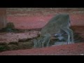Hunting Duiker In South Africa