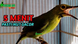 Download lagu CUCAK IJO TROTOL SUPER GACOR, PANCINGAN TERBAIK UNTUK CUCAK IJO BAHAN mp3