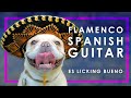 (9) HOUR FLAMENCO SPANISH GUITAR | RELAXING ACOUSTIC GUITAR INSTRUMENTAL MUSIC FOR STUDYING