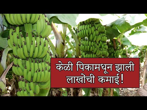 021 - Maharashtra Banana Gold Service - Shri. Pandurang Lavhale Video