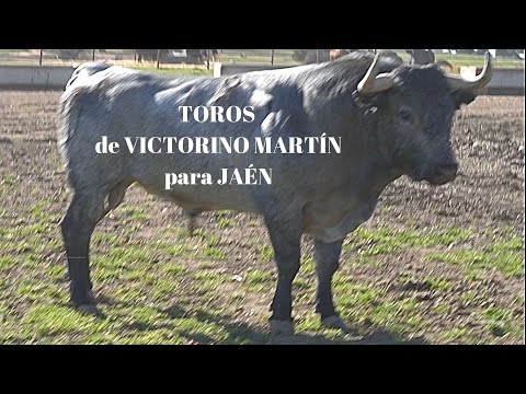 CORRIDA DE TOROS de VICTORINO MARTÍN para JAEN