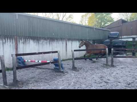 3 year old Gelding - Image 2