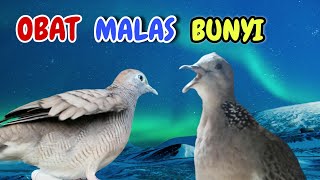 Download lagu Perkutut Lokal Gacor Suara Kemriuk Vs Tekukur Gayer Istimewa mp3