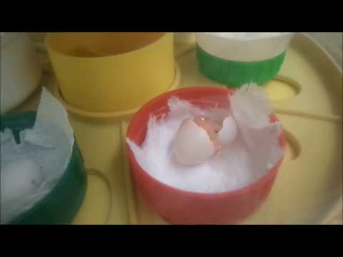 Gouldian finch egg  hatching