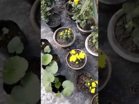 ROOFTOP GARDENING OF ALL KINDS OF FLOWERS| EXCELLENT TERRACE GARDEN OF FLOWERS AND VEGETABLES.