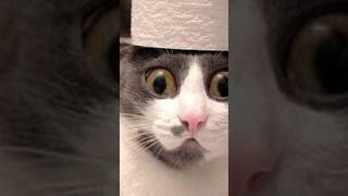 🤣 100%笑える！最高におもしろい猫動画！🐈😹パート 5  #かわいい猫 #catmemes #cutecats