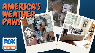 America's Weather Paws | June 3