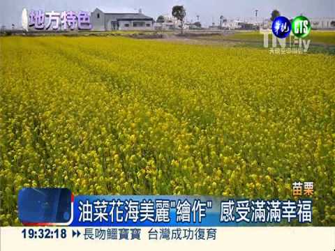空拍油菜花田 "I O U"讓人驚艷!