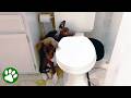 Heartbroken Shelter Puppies Hide Behind Toilet