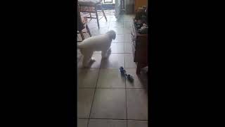 Video preview image #1 Bichon Frise Puppy For Sale in Alexandria, KY, USA
