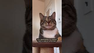 Download lagu Slow Blinking | @cashmere.mittens.cat mp3 Download lagu Slow Blinking | @cashmere.mittens.cat mp3