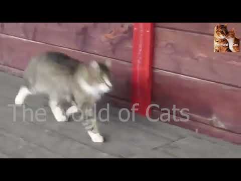 A funny clip of a cat imitating the officers' walk