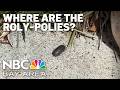 A closer look at how climate change affects roly-polies