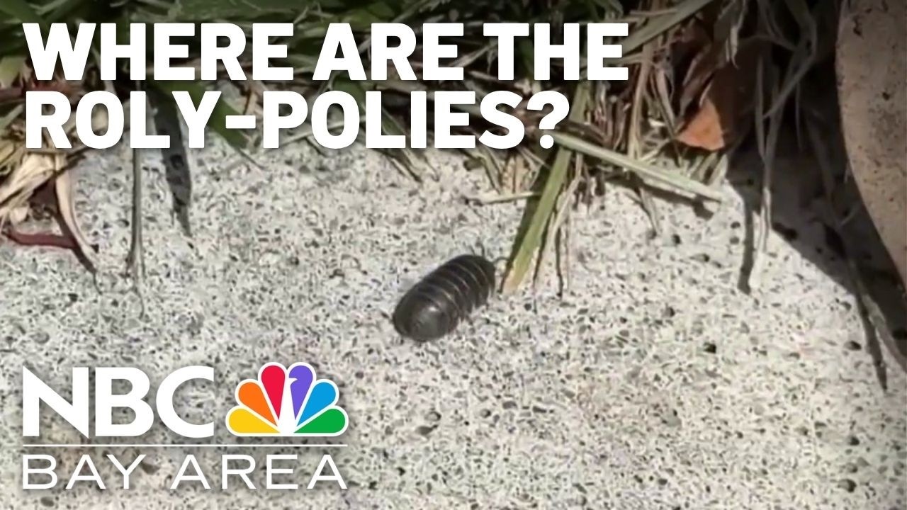 A closer look at how climate change affects roly-polies