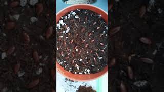 How to Germinate - Star Fruit