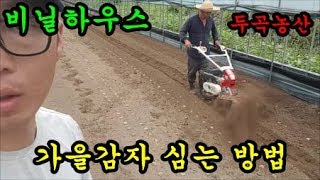 가을감자심는방법 비닐하우스에 가을감자를 심는것을 구경하러 갔습니다