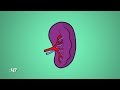What Is a Spleen and What Does it Do? | WebMD