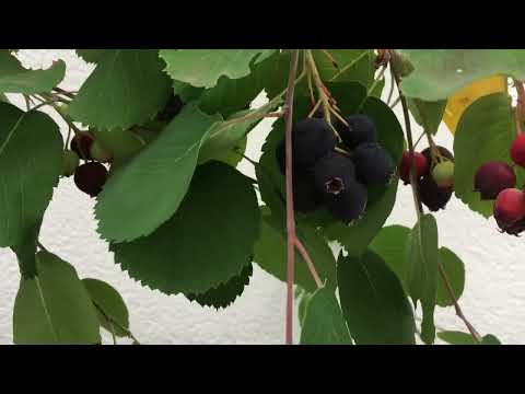 Afine canadiene coapte - Soiul timpuriu Martin