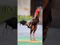 Kenapa Ayam Pama Tidak Seheboh Ayam Pakhoy Jika Menang Ayam Roosterfarm Pama Pakhoy