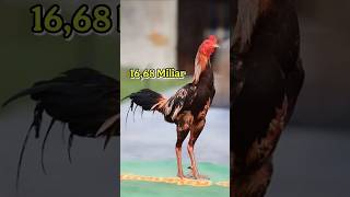 Download lagu Kenapa Ayam Pama tidak seheboh Ayam Pakhoy jika menang? #ayam #roosterfarm #pama #pakhoy mp3