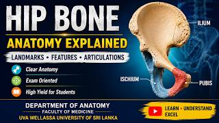 Hip Bone Anatomy
