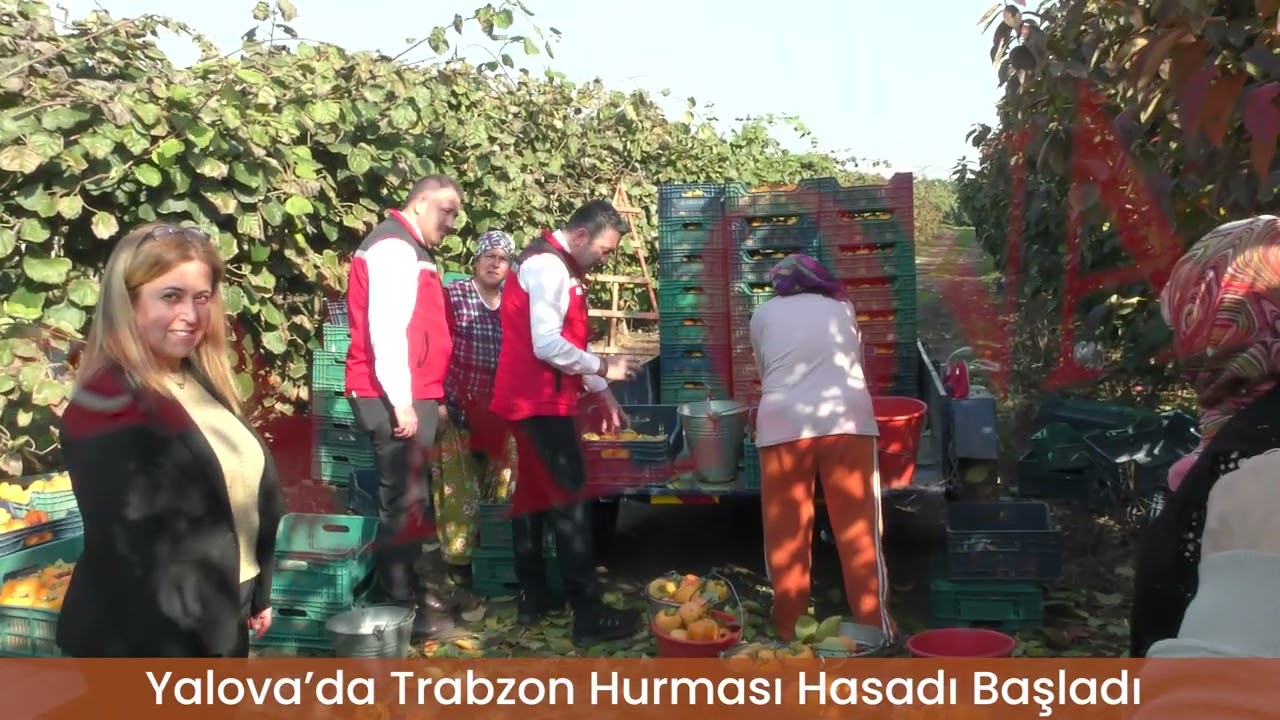 Yalova’da Trabzon Hurması Hasadı Başladı