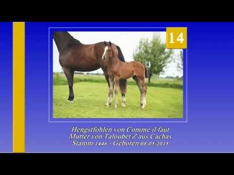 Katalog 14 - 3. Internat Fohlenauktion 2015 der Hengststation Hell und des Stalles Björn Nagel