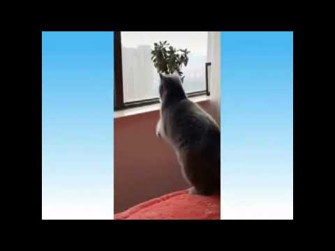 Animais engraçados 2021   Cães e gatos fofinhos  fazendo coisas engraçadas