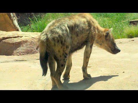 Random Hyena