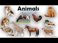 Animals Name Learn Animals Name In English Animals Name Basic English Learning Unit 08