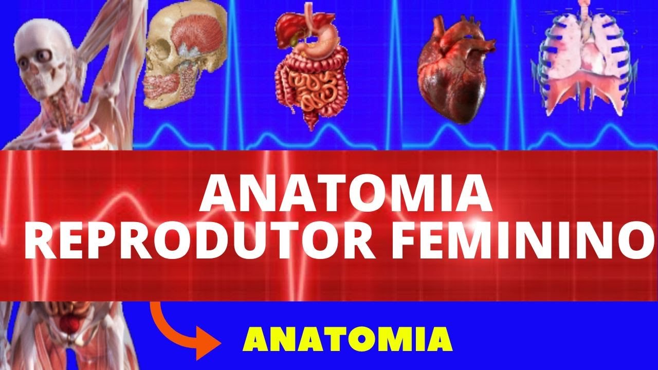 ANATOMIA DO SISTEMA REPRODUTOR FEMININO (ANATOMIA HUMANA) - SISTEMA REPRODUTOR - #ANATOMIA