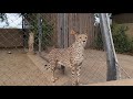 Cheetah Pals At The San Diego Zoo