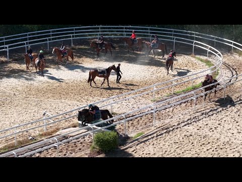 Show Lumet 2025 avec Arqana : les coulisses du dressage sur les obstacles