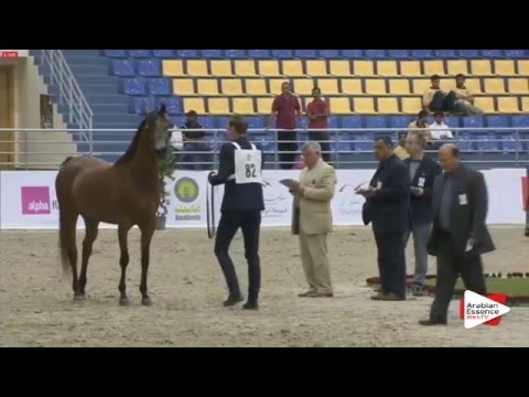 N.82 FARAH AL HAWAJER - Sharjah 2016 - 3 years old Fillies (Class 4)