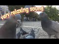 Dove Sound. Pigeon Cooing Cuddling Sound