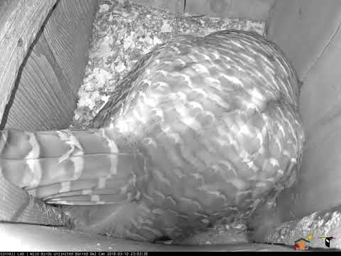 Hooting and Crayfish Delivery, March 10, 2018 | Wild Birds Unlimited Barred Owl Cam